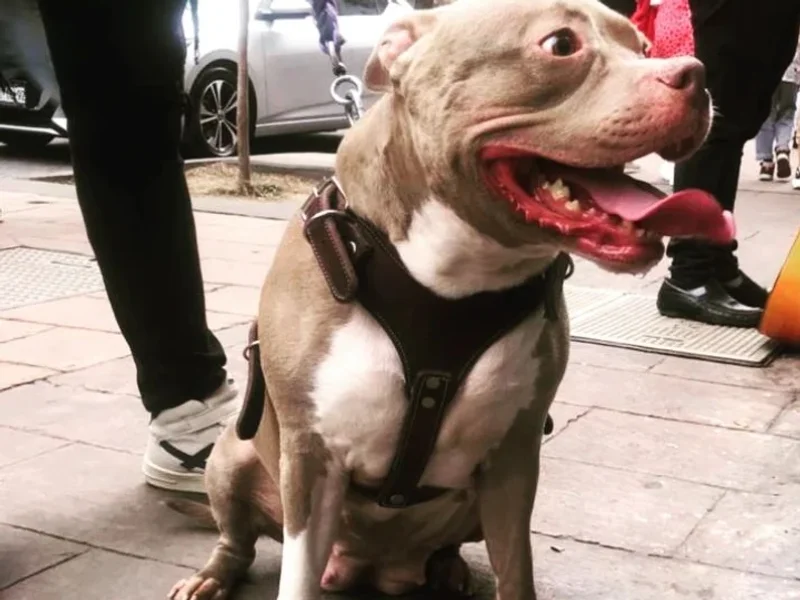 Rey-kan accesorios para mascotas
