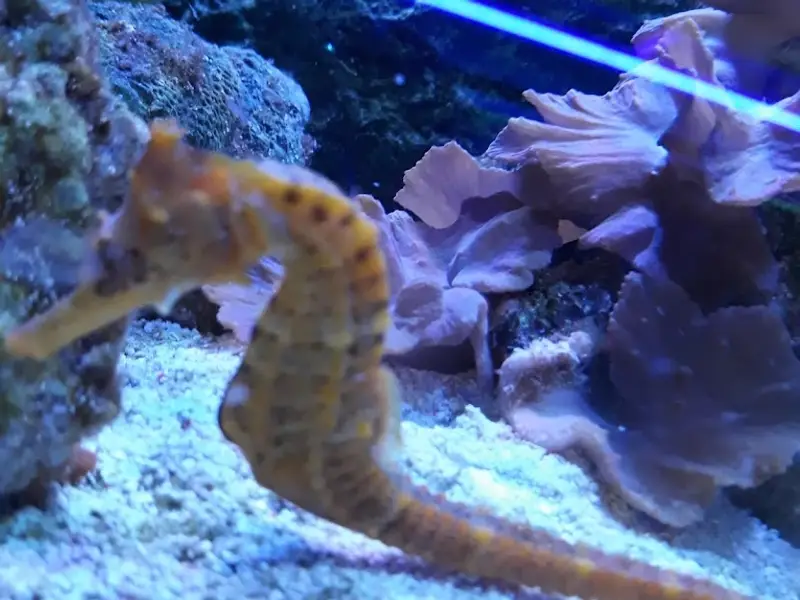 CLUB DE MASCOTAS Q'PEZ