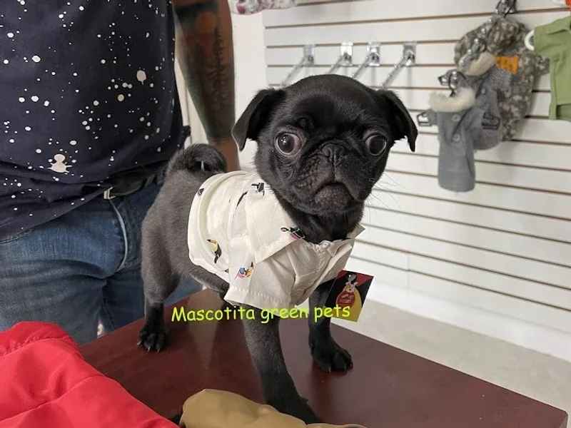Mascotita Green Pets Petshop