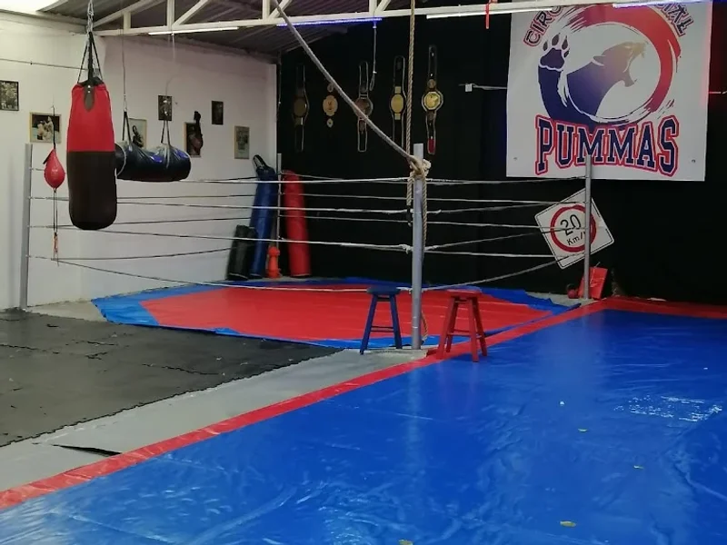 Circulo Marcial PuMMAs, Taekwondo, Mma, Jjb, Muay Thai