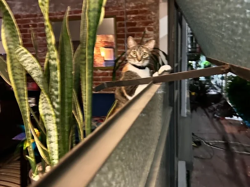 Libreria Gandhi del Palacio de Hierro