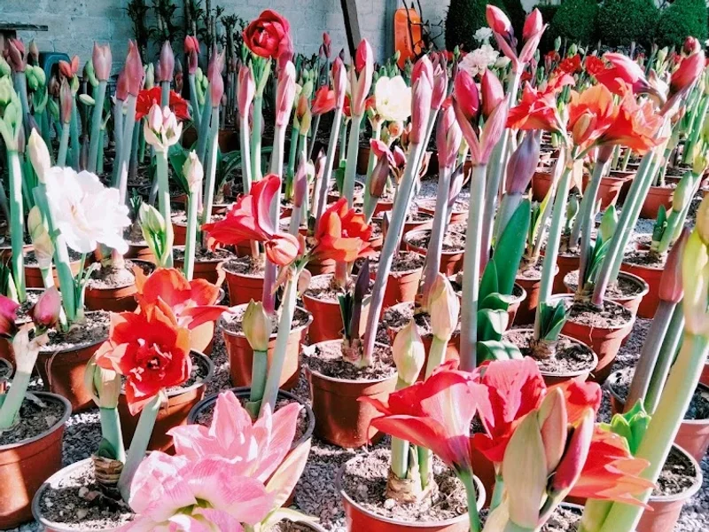 Vivero el jardincito