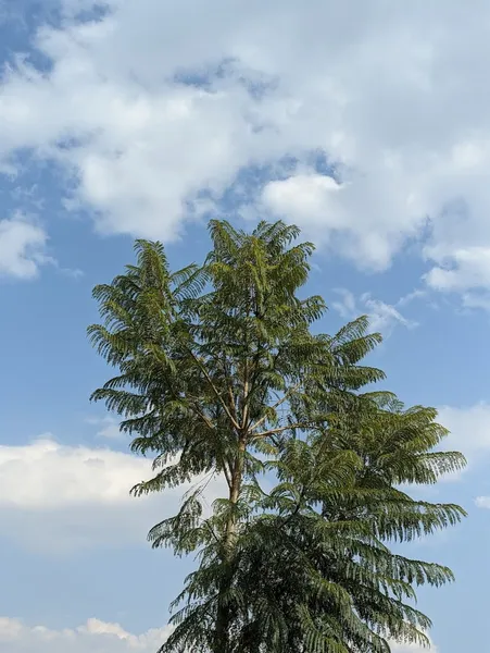 Jacarandá