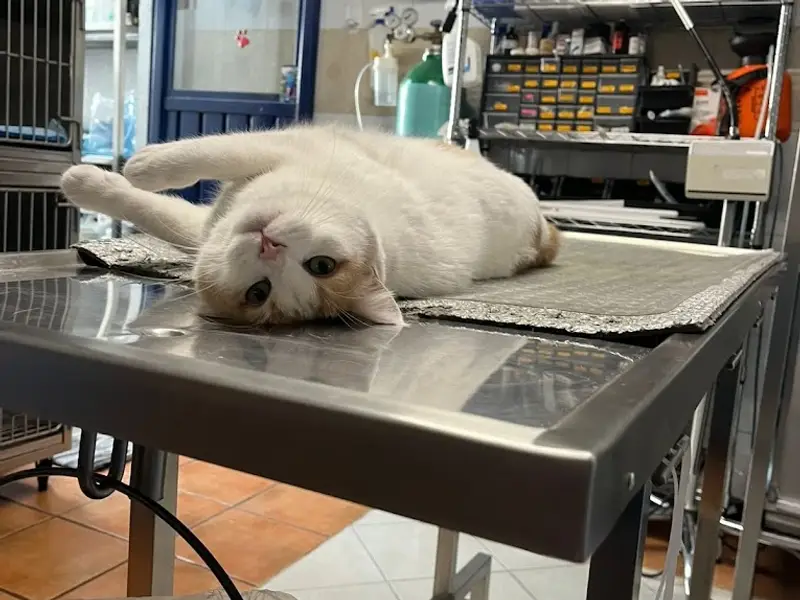 Clínica Veterinaria San Francisco