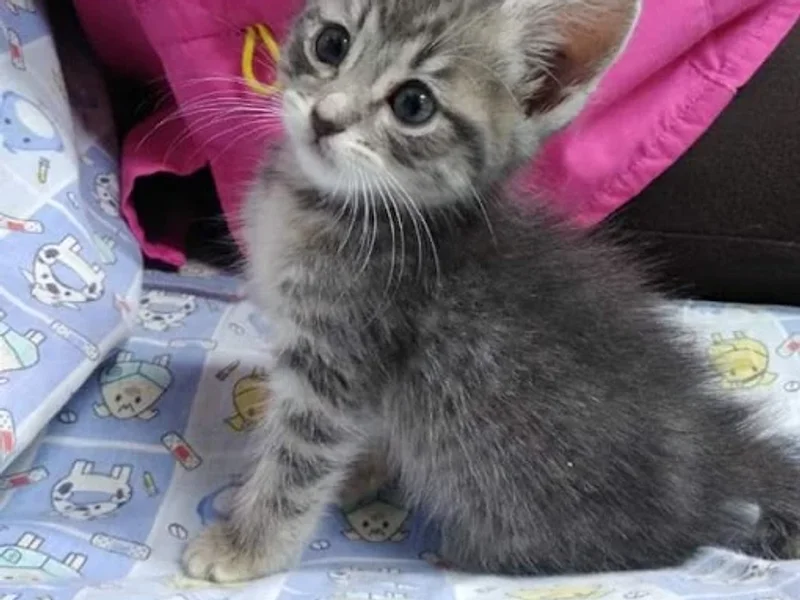 Clínica Y Estética Veterinaria Yuma