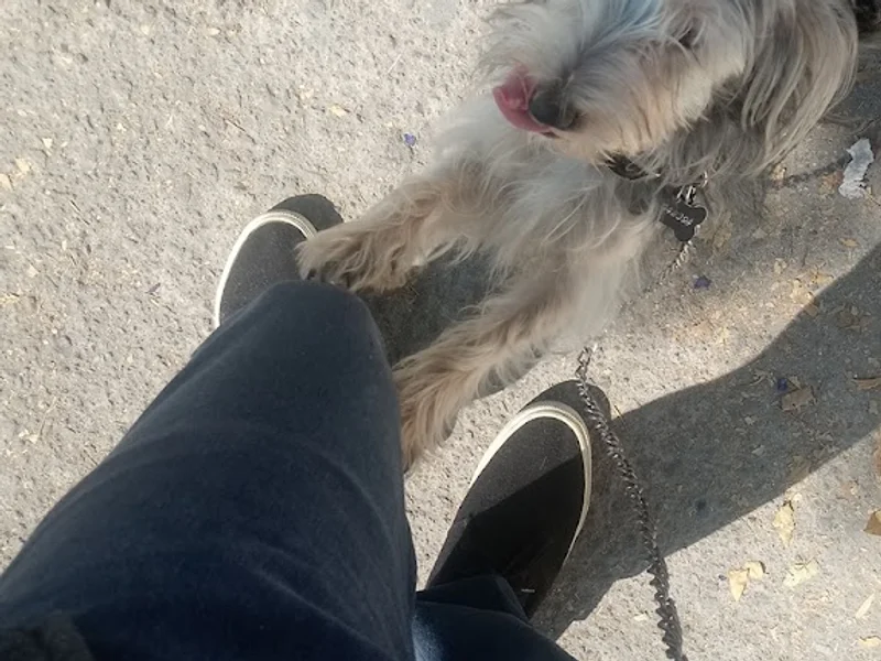 Veterinaria "San Juan"