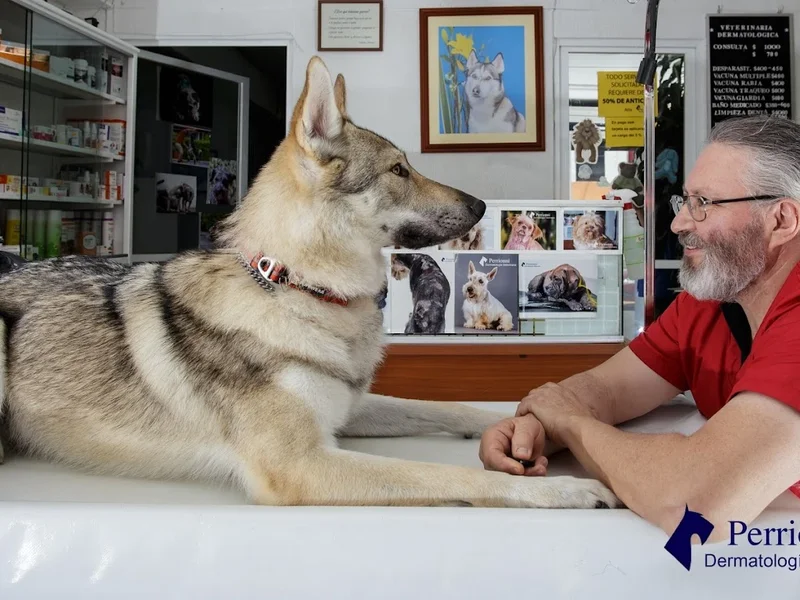 Veterinaria Perrionni - Dermatología Canina