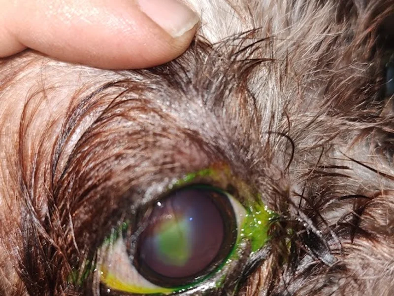 Clínica Veterinaria Kan