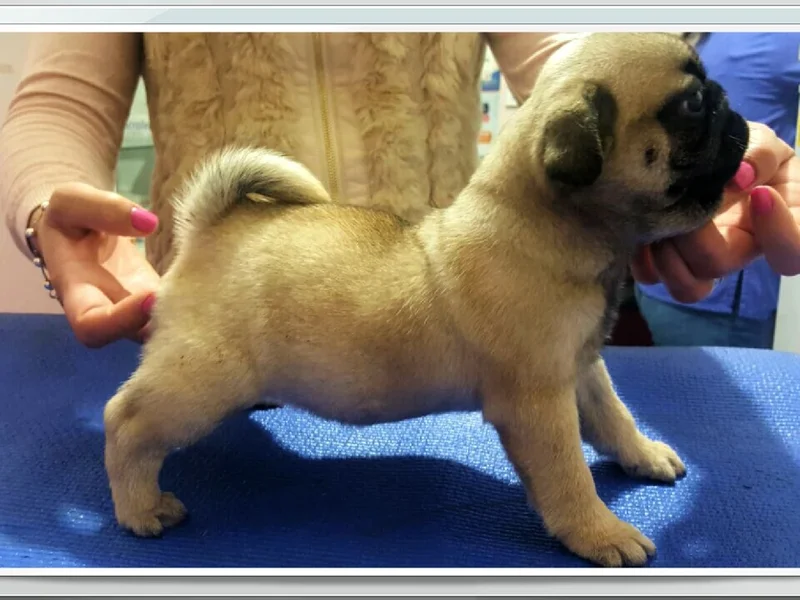 Clínica veterinaria Kitti