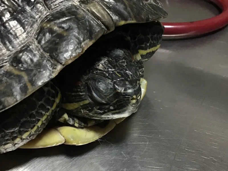 Hospital Veterinario Xolo 2