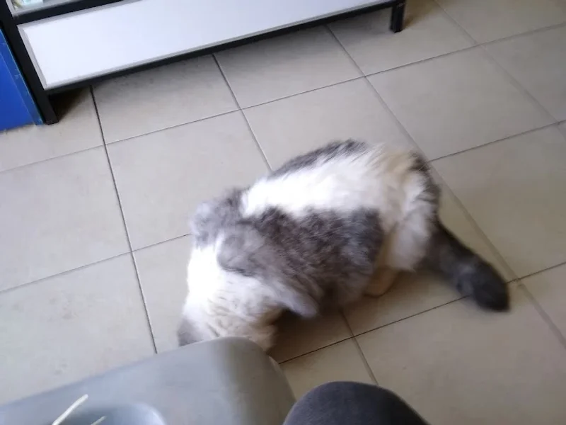 Consultorio Veterinario Dog's & Cat's Matriz