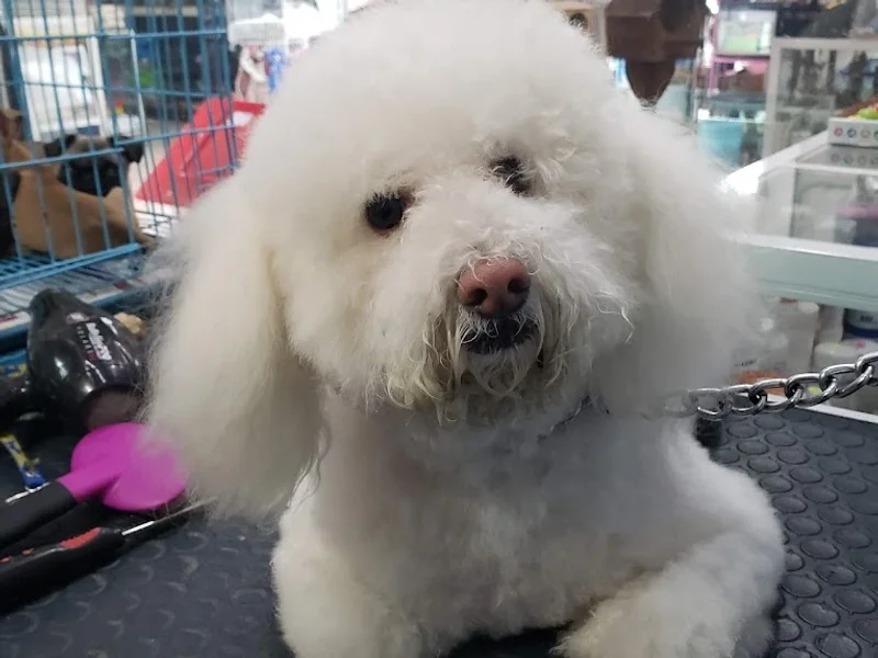 Veterinaria, farmacia, estetica canina, boutique "Animal Center"