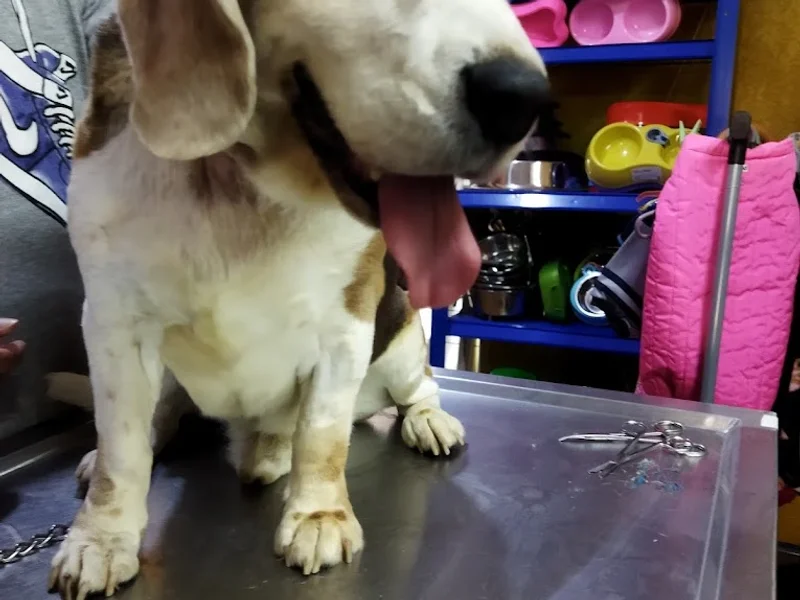 Clínica Veterinaria Mixi