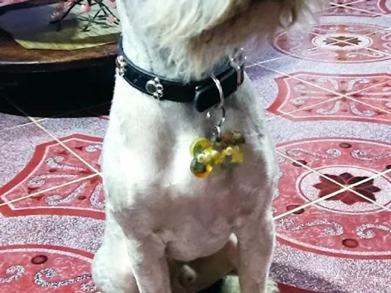 Estética canina “Luna”