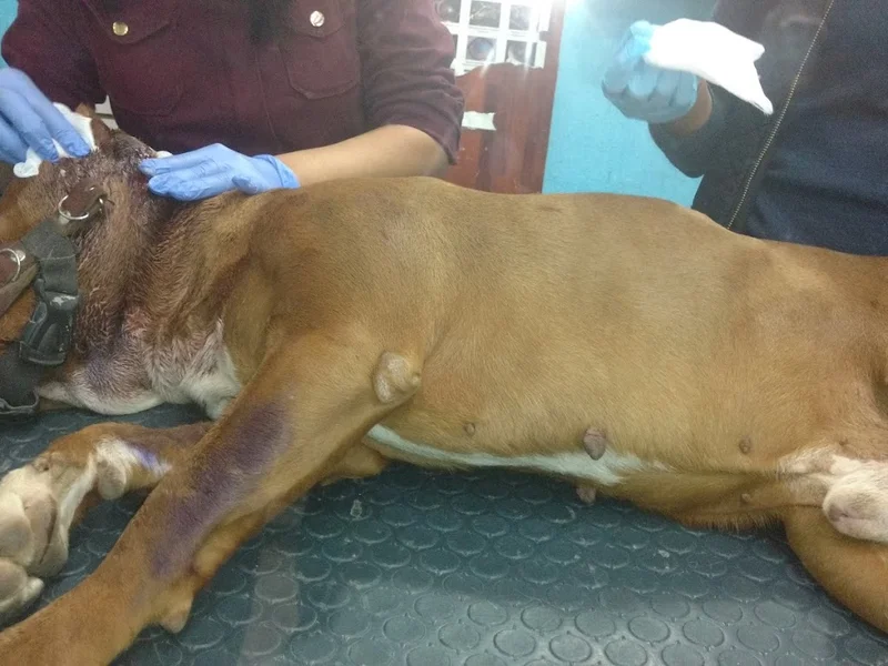 Veterinaria El Pasaje