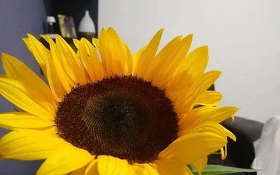 Los mejores 17 psicólogos de Chalco