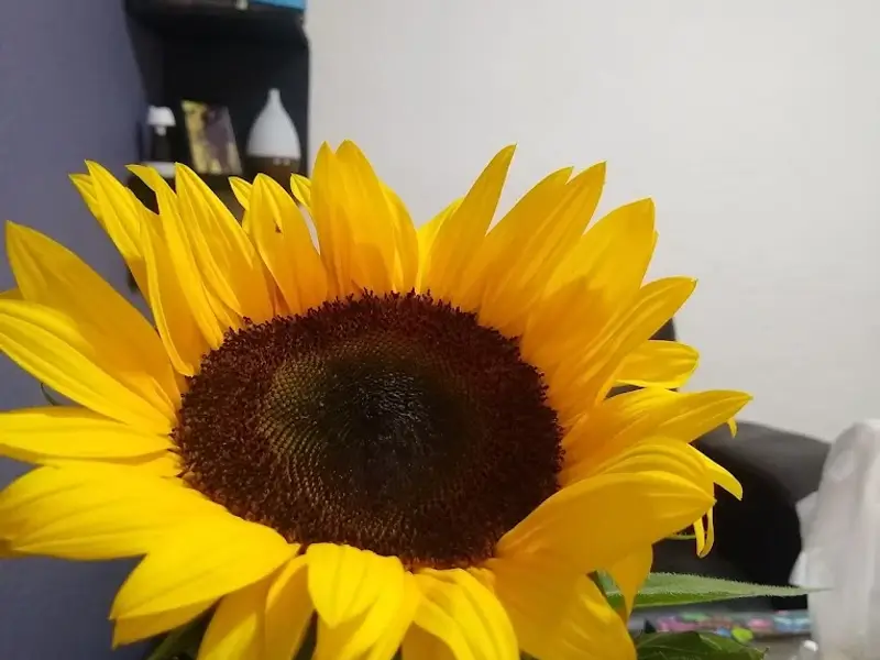 Consultorio de Psicología Chalco (Psicoterapeuta)