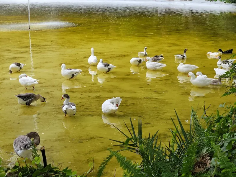 Parque México