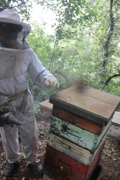 El Jardín De Las Abejas