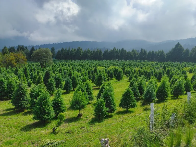 Bosque De Los Arboles De Navidad 2 Sección