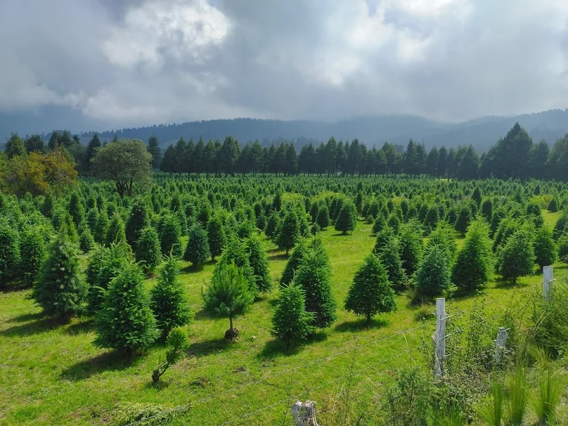 Bosque De Los Arboles De Navidad 2 Sección