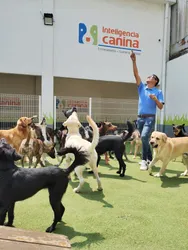 Los mejores 6 cursos de adiestramiento canino de Fuentes de Satélite Atizapán de Zaragoza