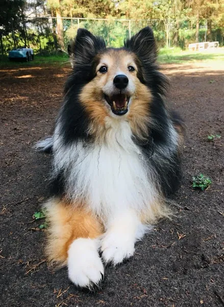 SMARTDOG