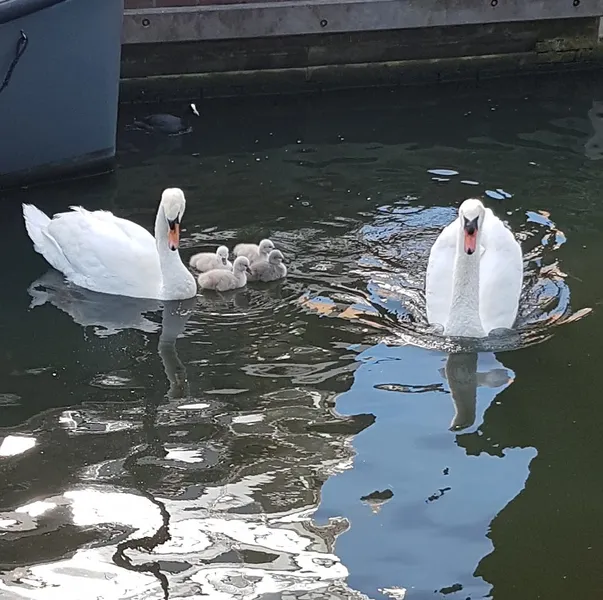 Dierenkliniek IJhavens