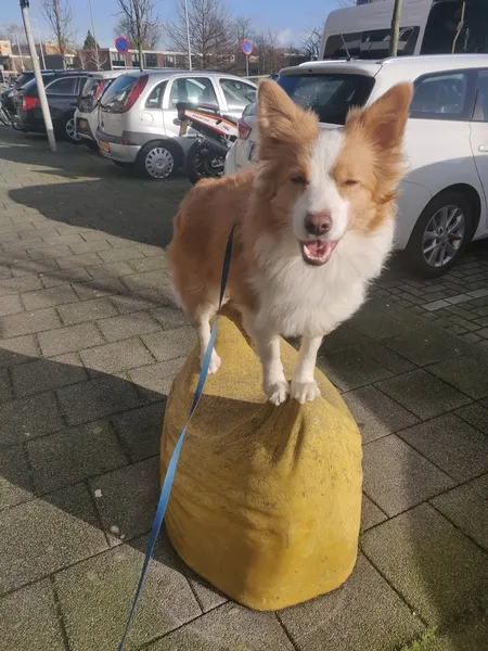 Dierenkliniek IJsselmonde