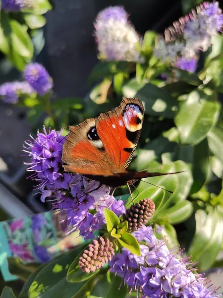 Tuincentrum Ottenhof