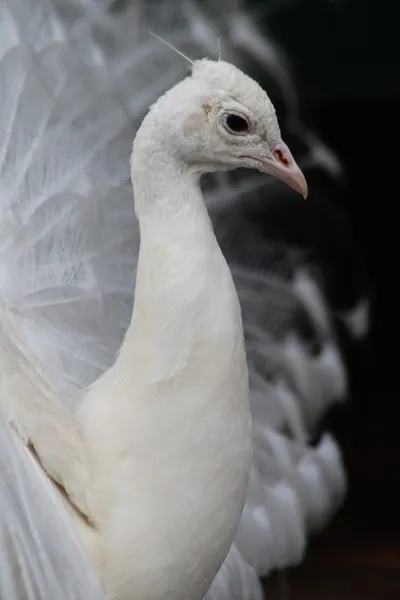 Kinderboerderij De Boerenzwaluw