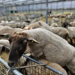 Lijst 15 meren in Overschie Rotterdam