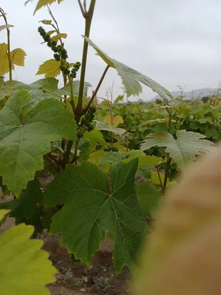 Bodega Semorile Pachacamac