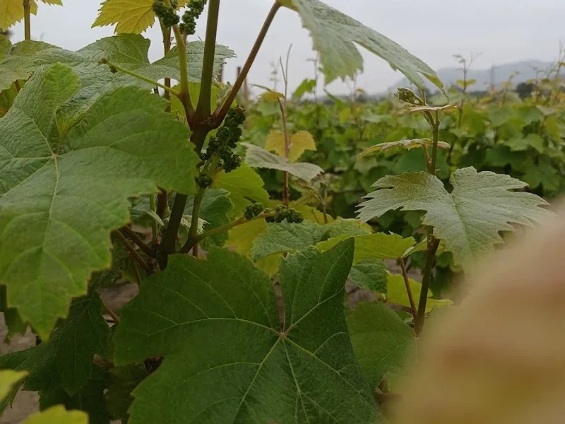 Bodega Semorile Pachacamac