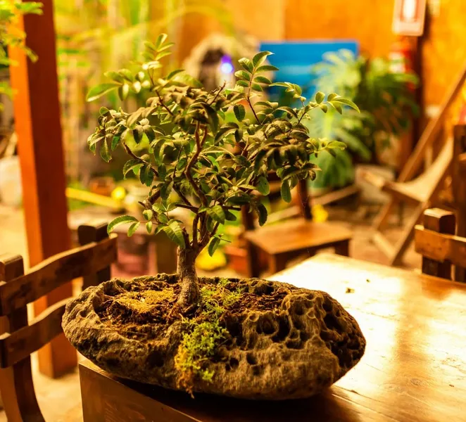 Restaurante Bonsai