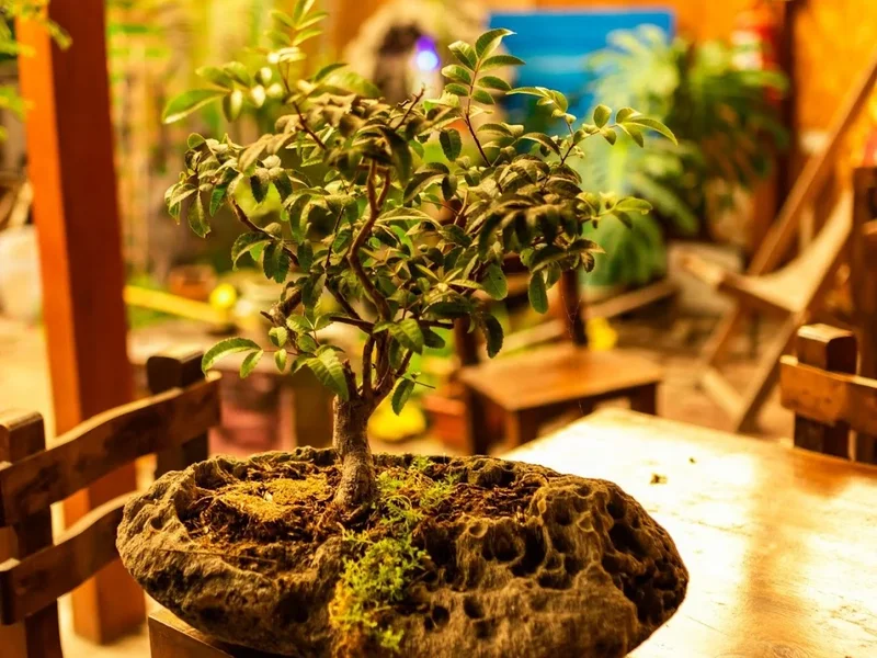 Restaurante Bonsai