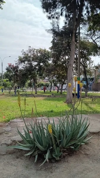 Parque 2 San Martín de Porres