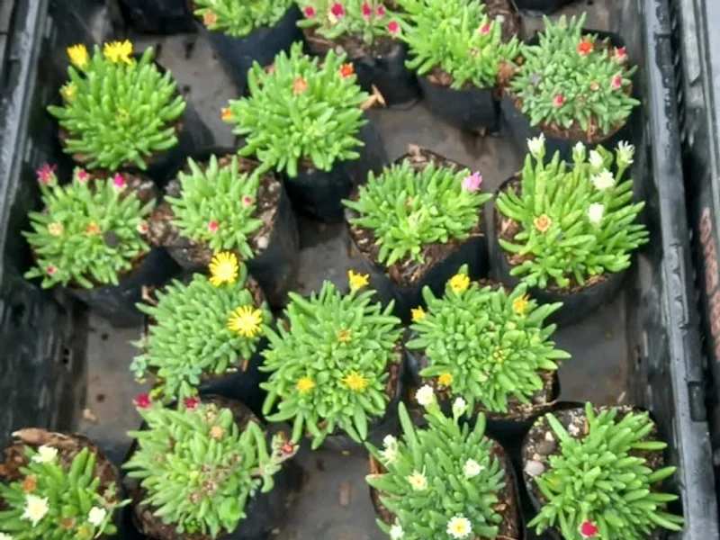 Vivero las palmeras trujillo