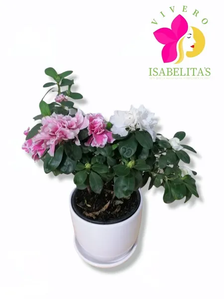 Vivero ISABELITA'S