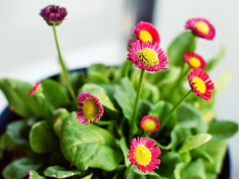 Vivero San Francisco