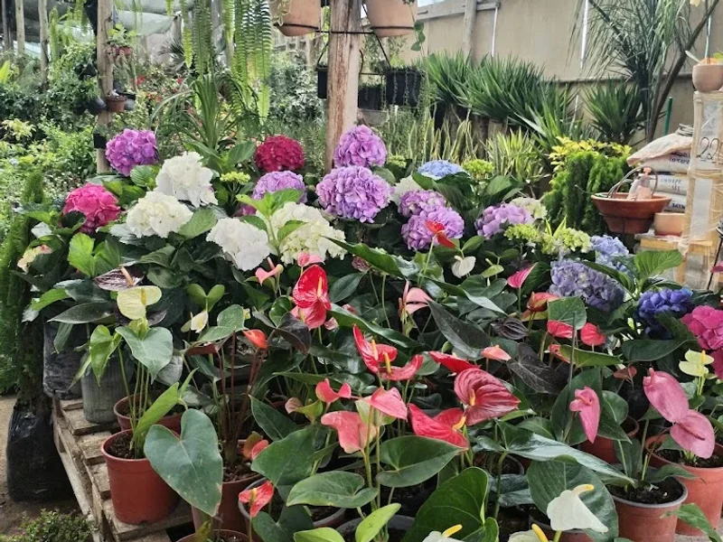 Vivero Las Palmas Reales - Trujillo