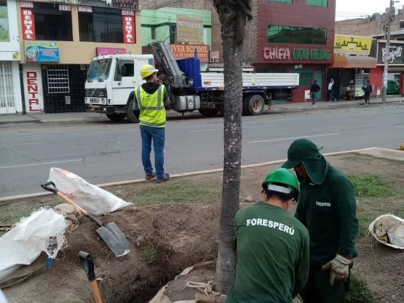 FORES PERU - FORESTACIONES LIMA PERU - PODA LIMA PERU