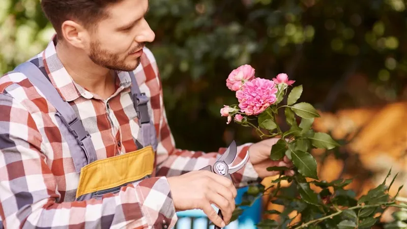 Vivero Dani - Venta de Plantas Ornamentales y Jardinería