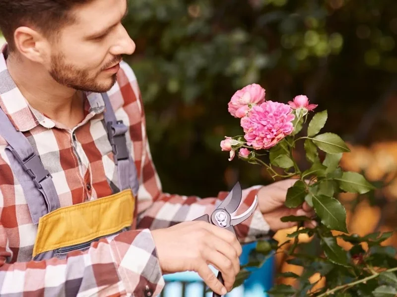 Vivero Dani - Venta de Plantas Ornamentales y Jardinería