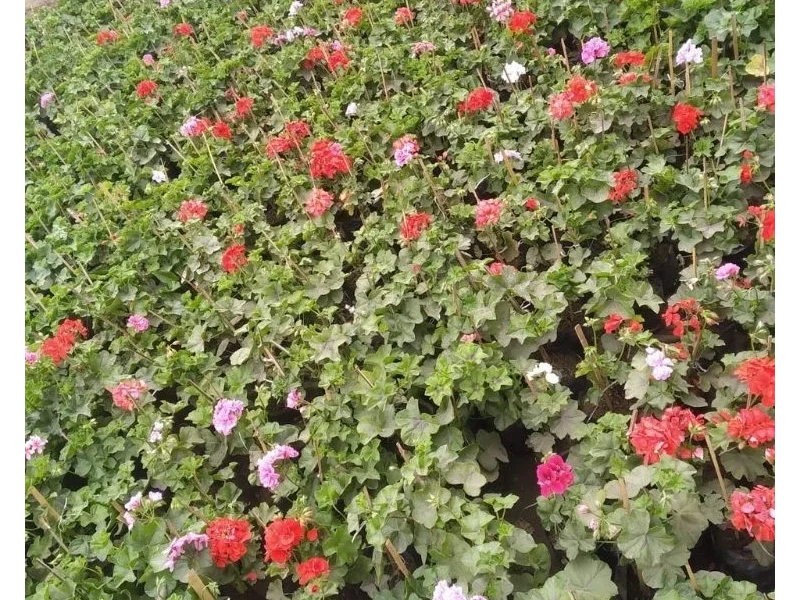 Vivero del Sur - Venta de Plantas Ornamentales y Jardinería