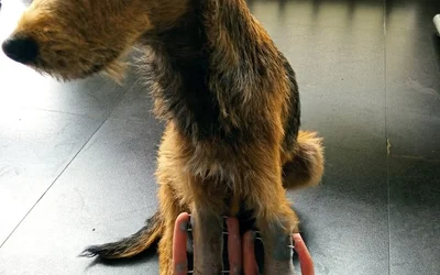 Los mejores 24 clínica veterinaria de Trujillo