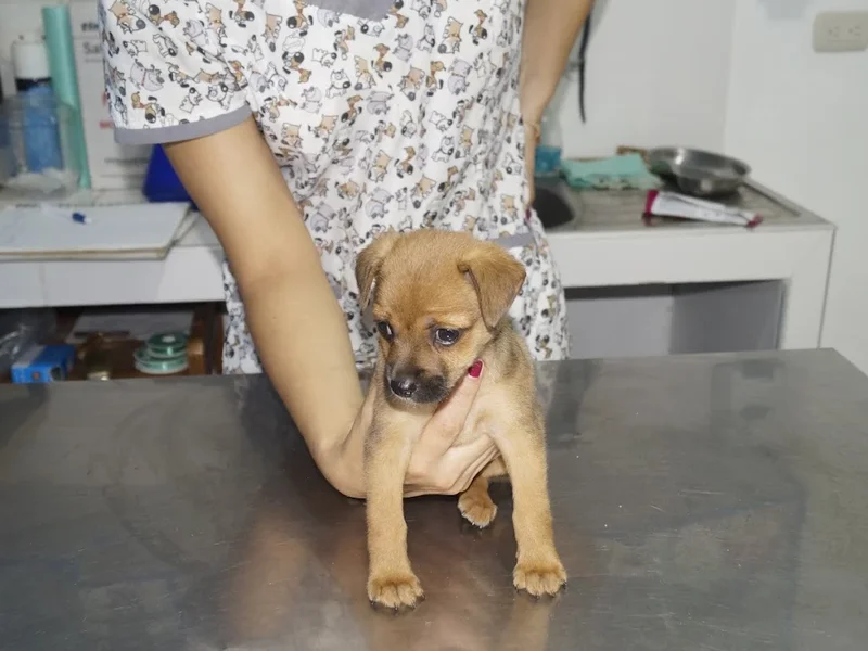 Clínica Veterinaria Mauricci Cabanillas