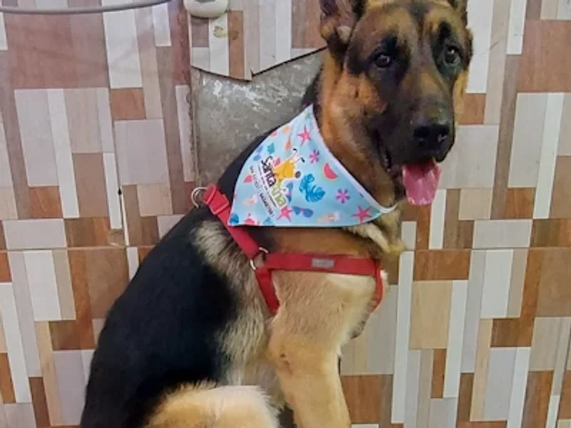 Veterinaria Santa Ana