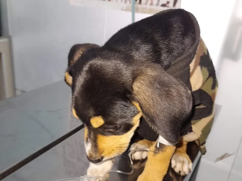 Hospital Veterinario - Mundo Animal