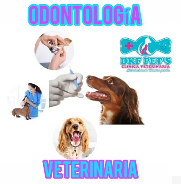 DKF PETS CLINICA VETERINARIA